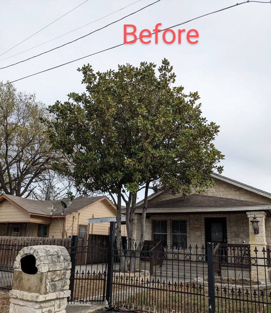 before tree trimming