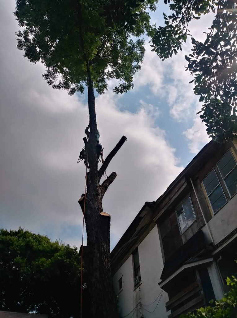 tree removal in san antonio texas