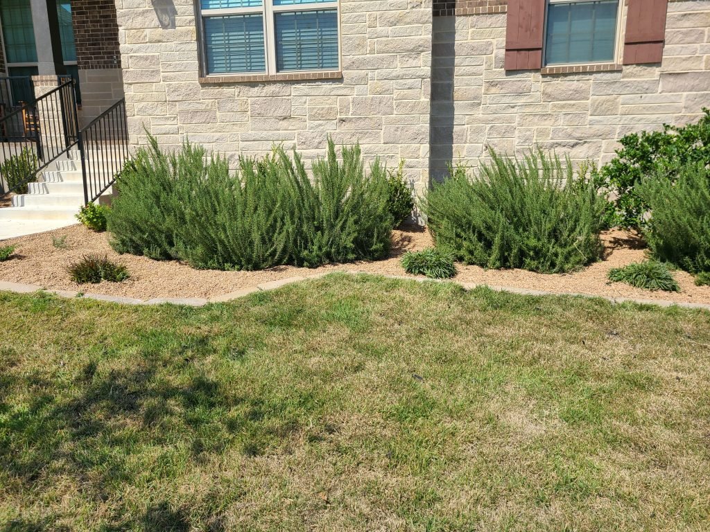 landscaping professionals in san Antonio