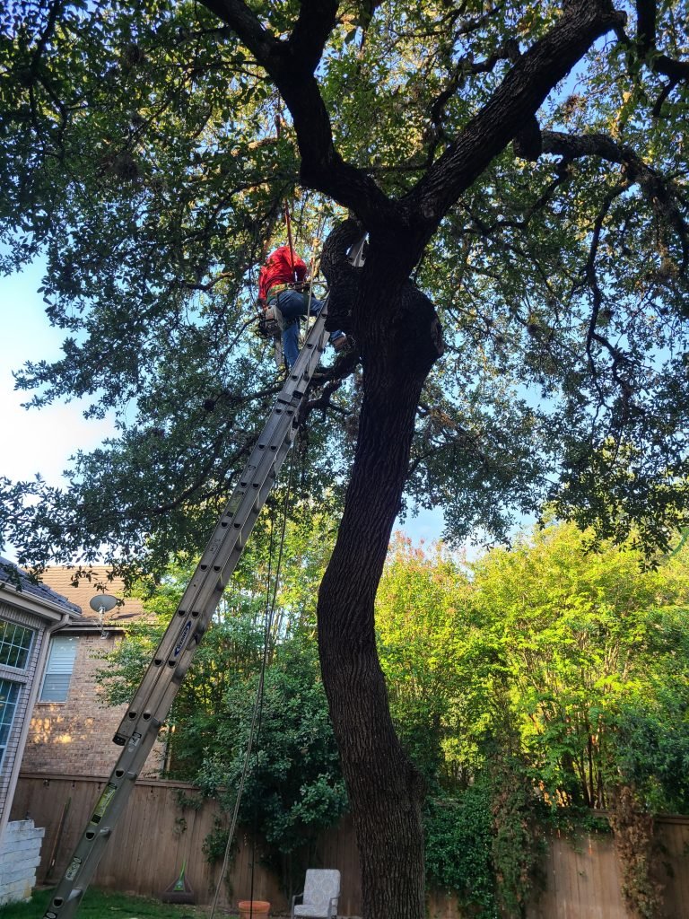 tree pruning in san antonio