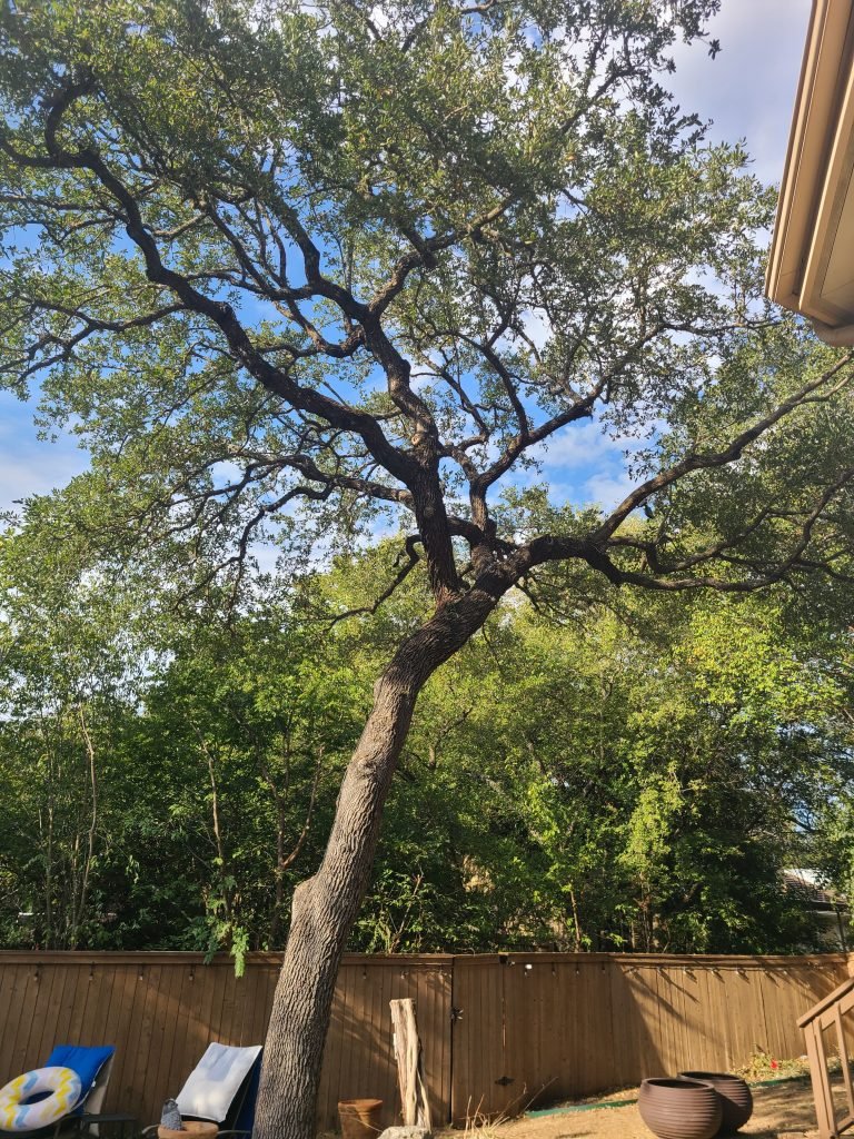 tree trimming service san antonio