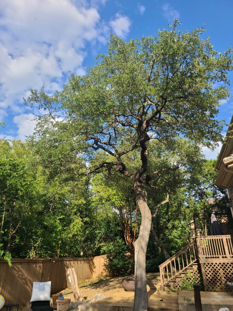 tree trimming services in san antonio