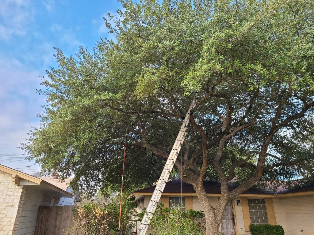 tree trimming in san antonio