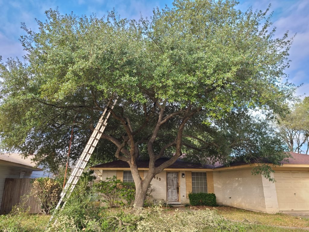 tree trimming and pruning san antonio