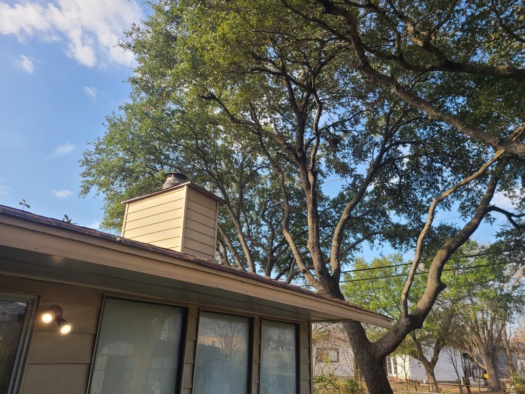 tree trim san antonio texas