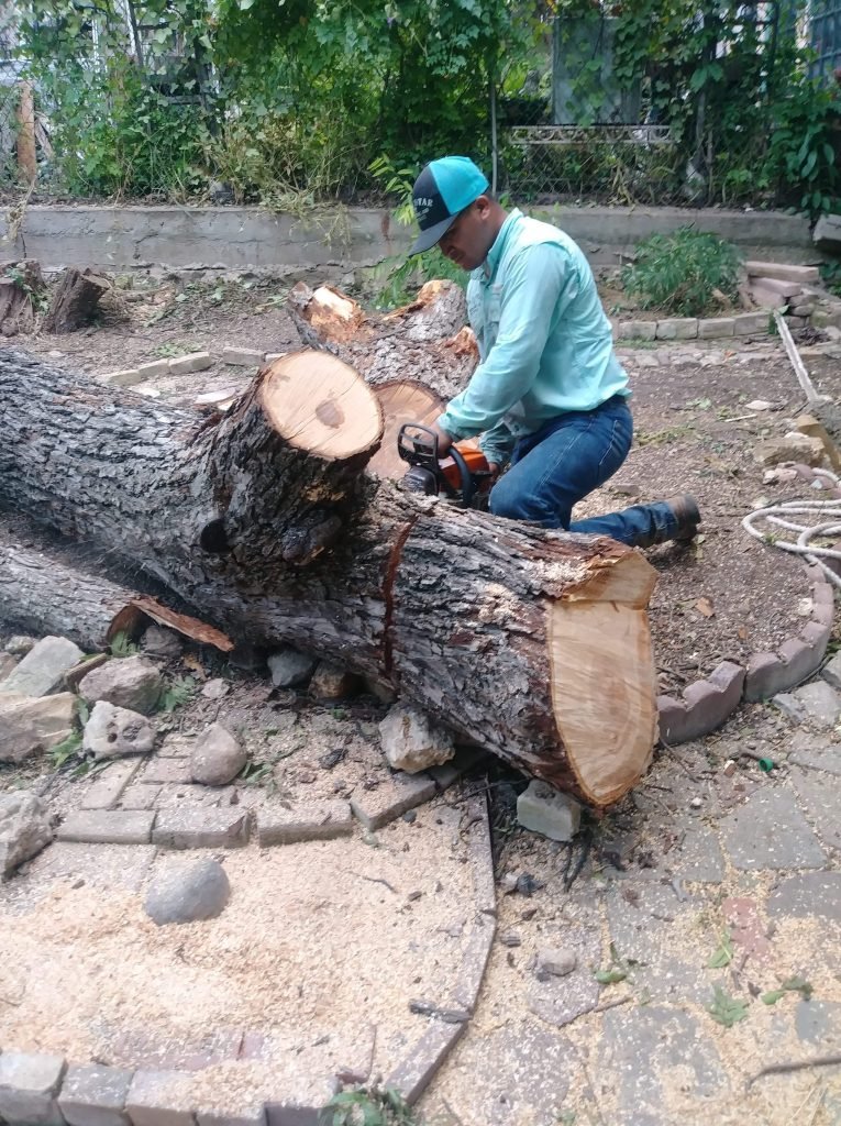 tree removal tree stump south texas