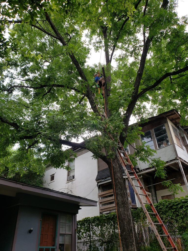 tree pruning and trimming in san Antonio