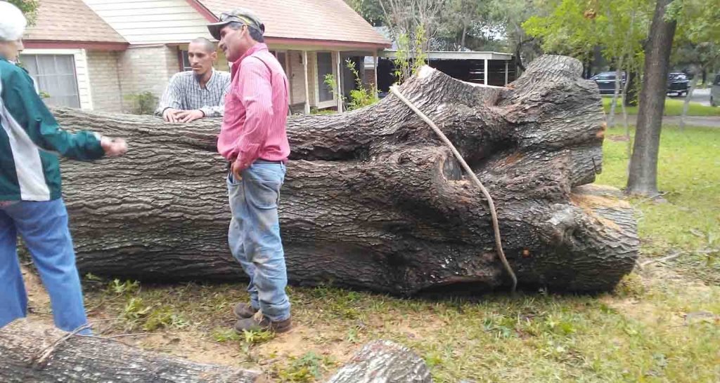 Tree Removal Process in San Antonio TX