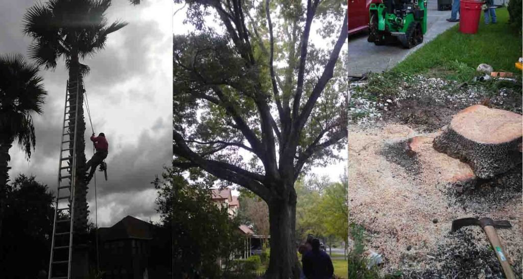 Tree Services in San Antonio TX